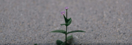 Online inspiratiesessie: Doorbraakmethode bij onveiligheid in huishoudens